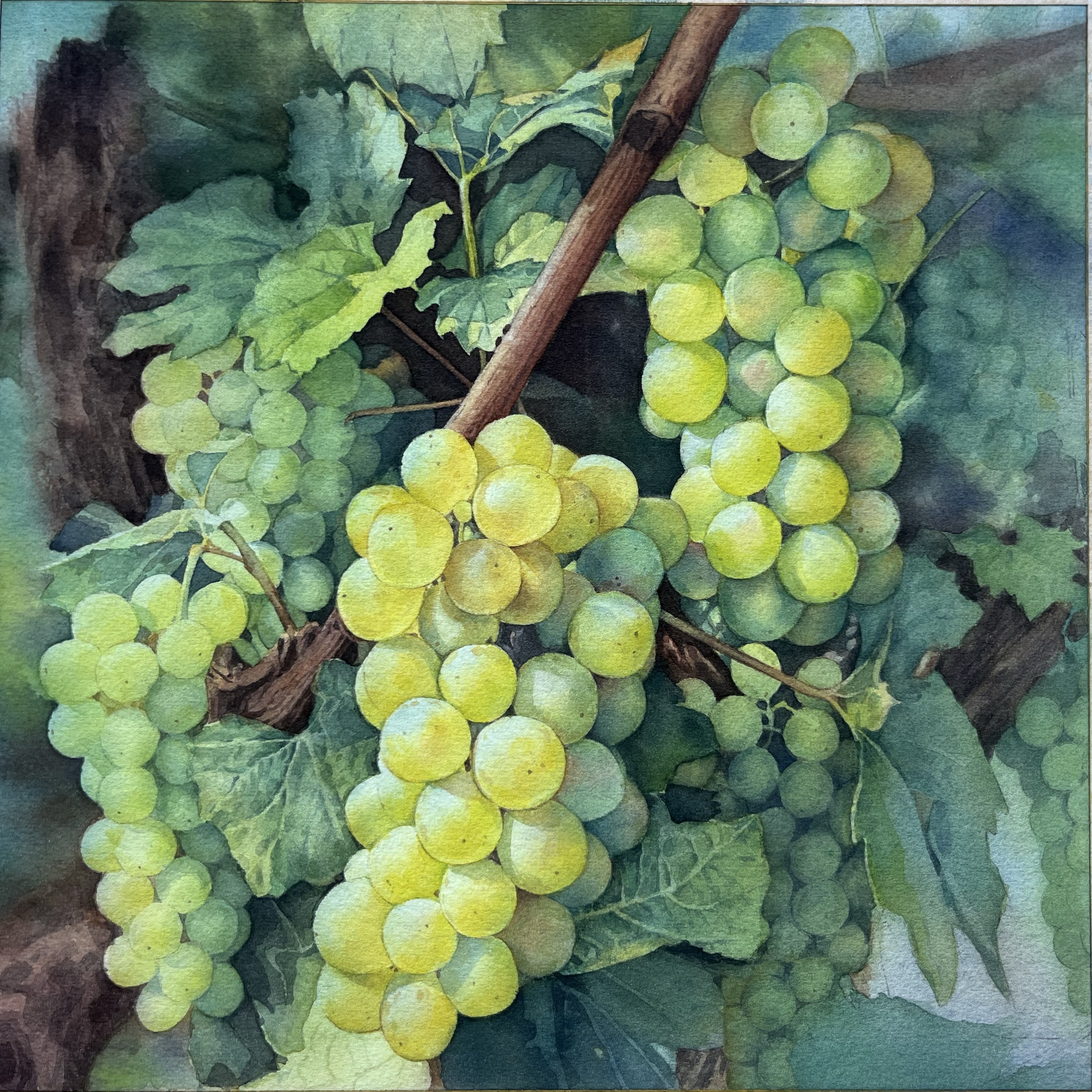 Green grapes fill the branches